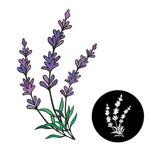 Lavendel vectorillustratie. Lavendel frame voor de kaart van de provence — Stockvector