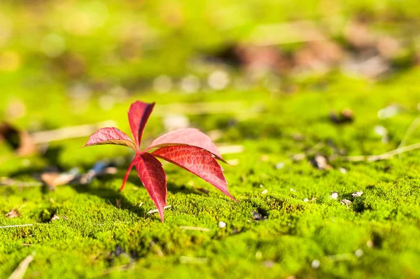 Folha de outono vermelha em musgo verde — Fotografia de Stock