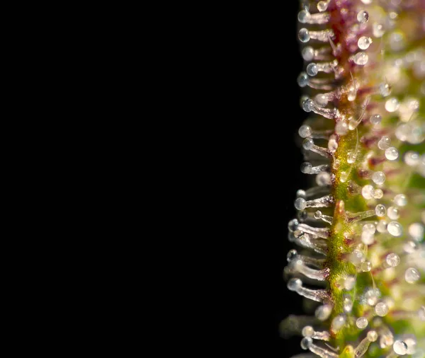 대마초 잎 trichomes. — 스톡 사진