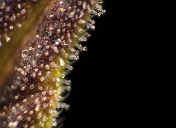 Tricomas de folhas de canábis . — Fotografia de Stock