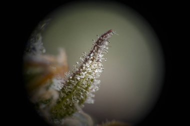 Esrar yaprak trichomes.