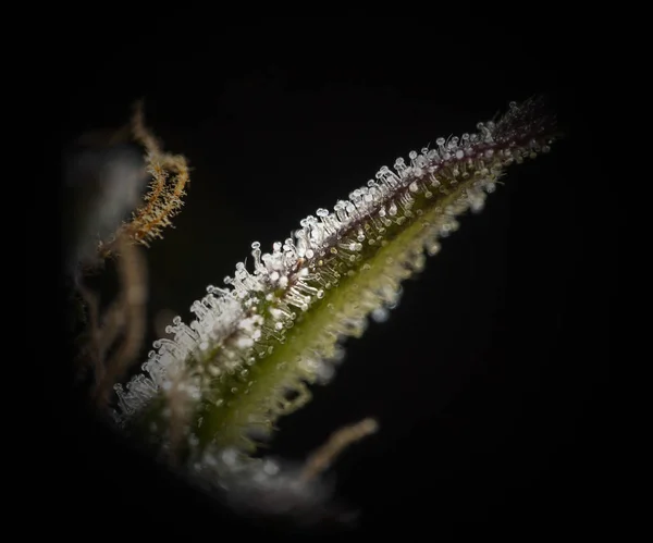 Cannabis leaf trichomes. — Stockfoto