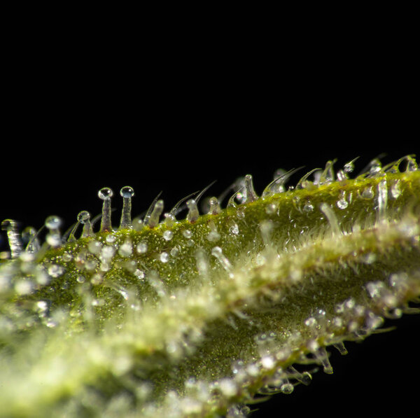 Трихомы из листьев конопли
.