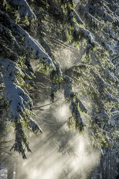 Sneeuwjacht van vertakking van de beslissingsstructuur in straal van de zon — Stockfoto