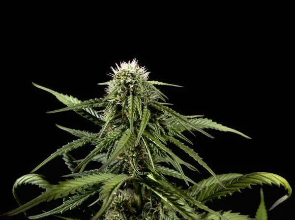 Planta de cannabis madura — Foto de Stock