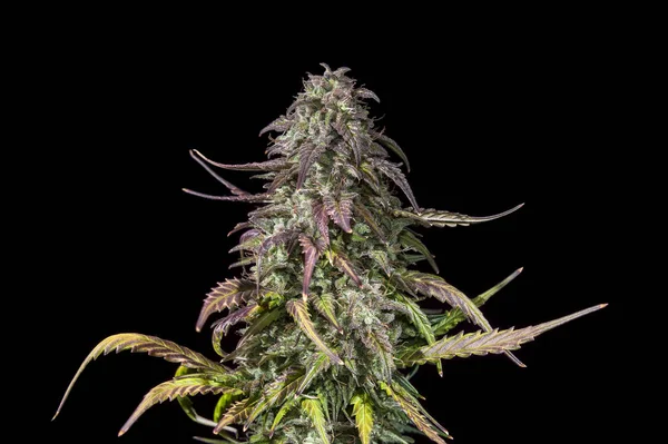 Planta de cannabis madura — Fotografia de Stock