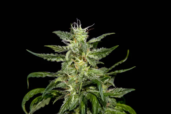 Planta de cannabis madura — Foto de Stock