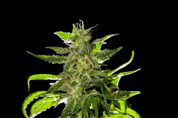 Pianta di cannabis matura — Foto Stock