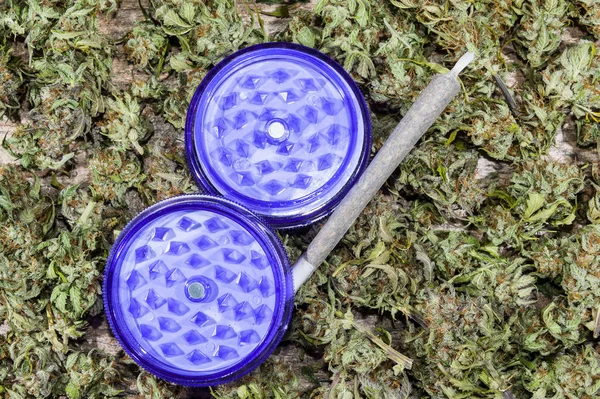 Molinillo púrpura y spliff con brotes de cannabis — Foto de Stock