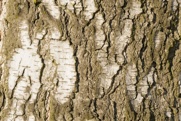 Textury z březové kůry stromů — Stock fotografie