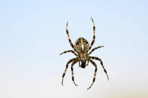 Big hairy spider eating — Stock Photo, Image