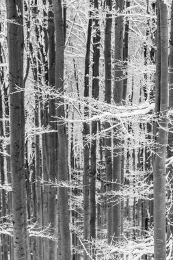 Ağaçlar orman kar ve buz kaplı