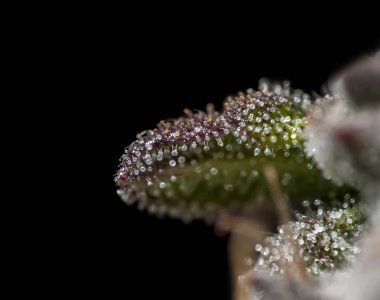 Esrar yaprak trichomes.