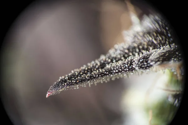 Esrar yaprak trichomes. — Stok fotoğraf