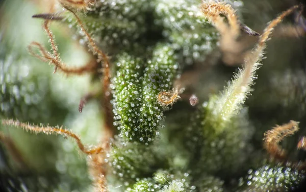 Planta de maconha macro — Fotografia de Stock