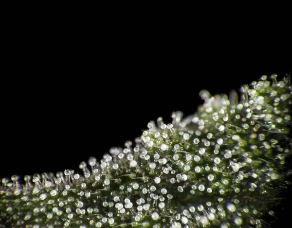 Cannabis leaf trichomes. — Stockfoto