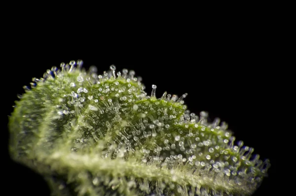 Cannabis leaf trichomes. — Stock Photo, Image