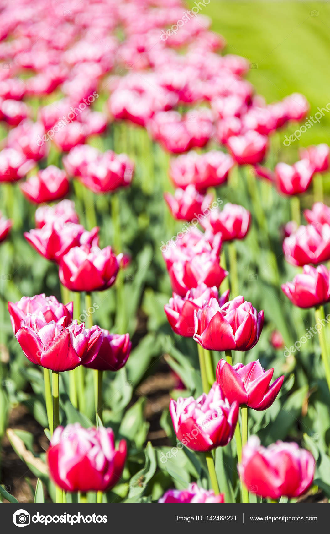 Campo de tulipas vermelhas fotos, imagens de © Gleti #142468221