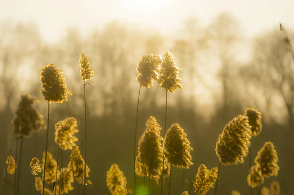 Суха трава blowsoms проти сонця — стокове фото
