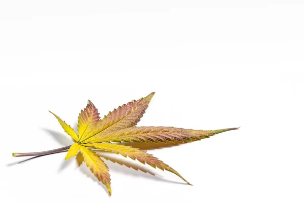 Hoja de cannabis morada y amarilla —  Fotos de Stock