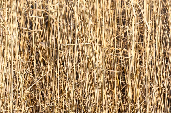 Fondo de textura de caña — Foto de Stock