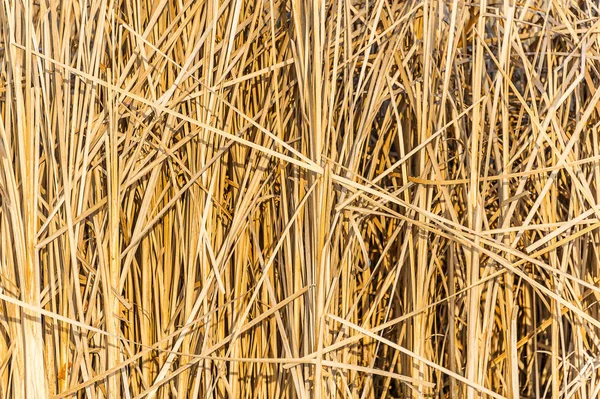 Reed fundo textura — Fotografia de Stock