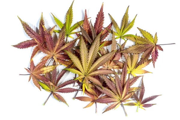 Lila och gul cannabis leafs — Stockfoto