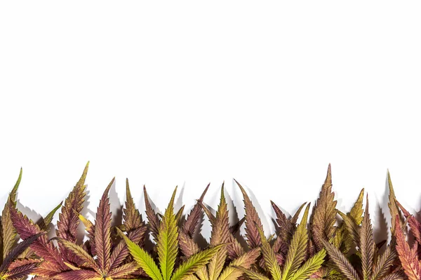 Lila och gul cannabis leafs — Stockfoto