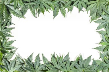 Çerçeve yeşil esrar yapraklar