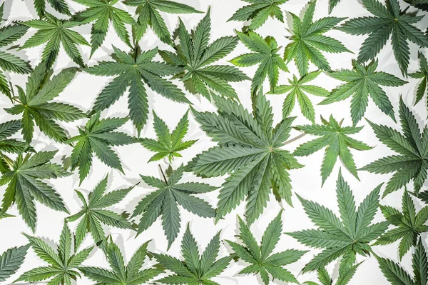 Folhas de cannabis verde — Fotografia de Stock
