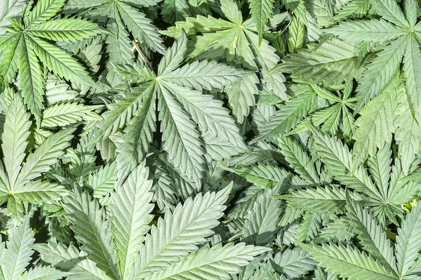 Gröna cannabis leafs — Stockfoto