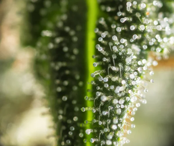 마리화나 식물에서 trichomes — 스톡 사진