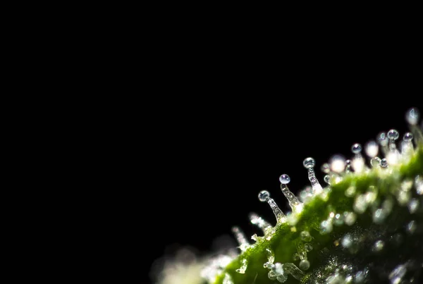 마리화나 식물에서 trichomes — 스톡 사진