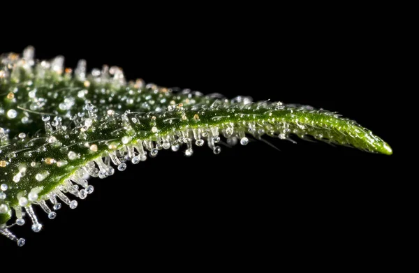 Tricomas em planta de cannabis — Fotografia de Stock