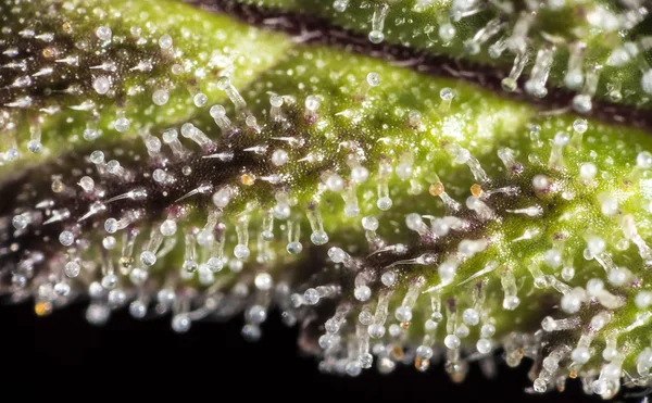 Trichomes on cannabis plant — Stock Photo, Image