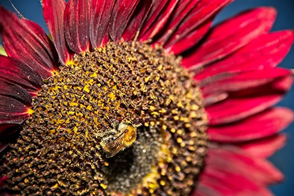 Honey bee on red sunflower