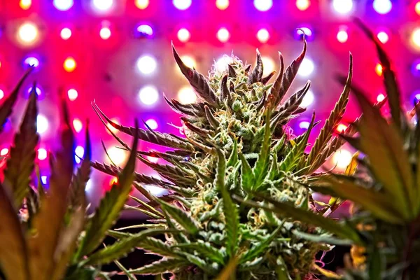Cannabis weibliche Pflanze Knospe — Stockfoto