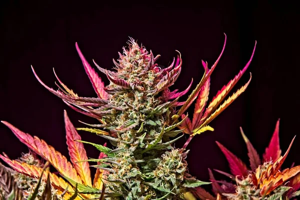 Cannabis female plant bud