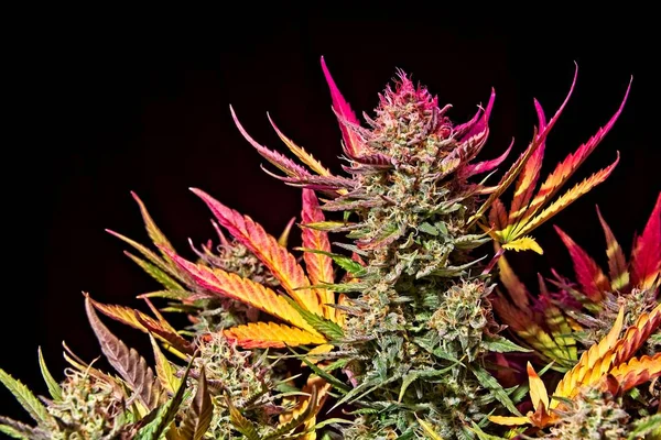 Cannabis weibliche Pflanze Knospe — Stockfoto