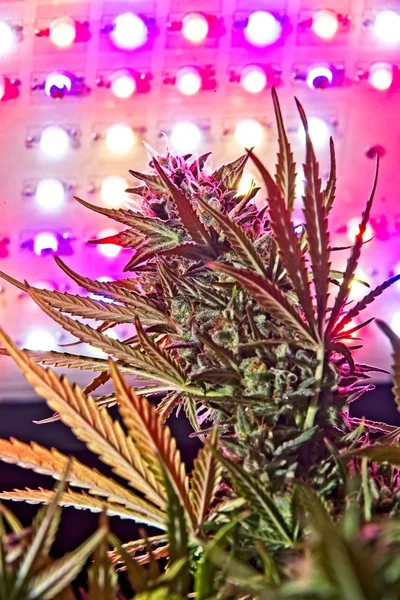 Cannabis female plant bud