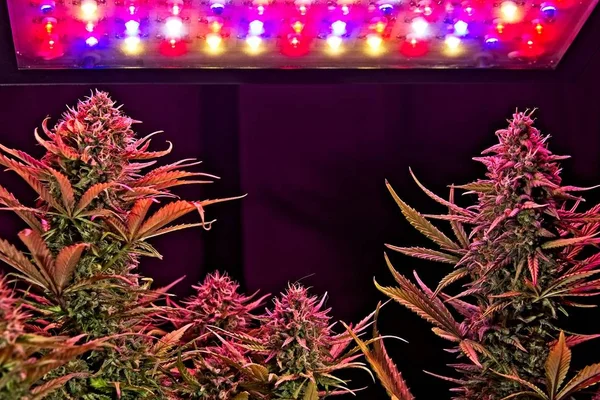 Cannabis botão planta fêmea — Fotografia de Stock