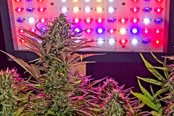 Cannabis female plant bud