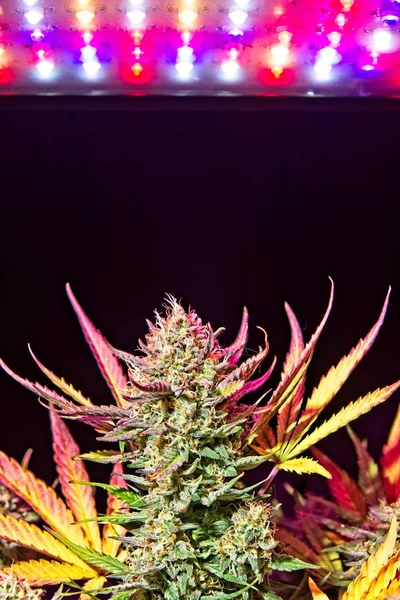 Cannabis weibliche Pflanze Knospe — Stockfoto