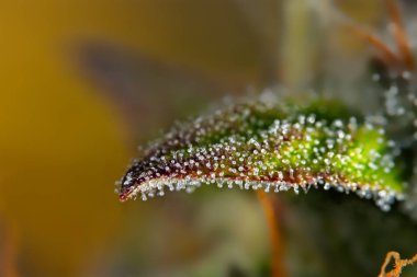 Esrar yaprak trichomes.