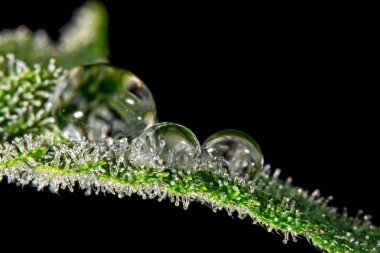 Su damlası trichomes ile esrar yaprak üzerinde