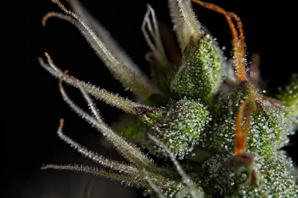 Trichomes à bourgeons de cannabis . — Photo