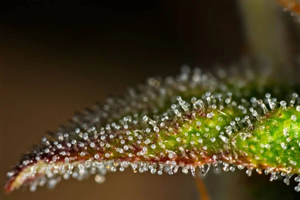 Tricomas de hoja de cannabis . — Foto de Stock