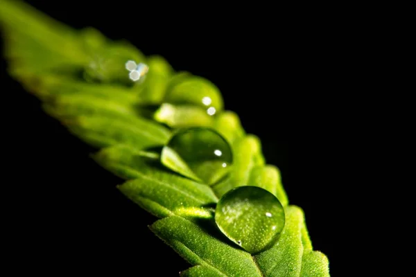 Gotas de água na folha de cannabis — Fotografia de Stock