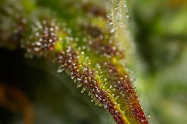 Esrar yaprak trichomes.