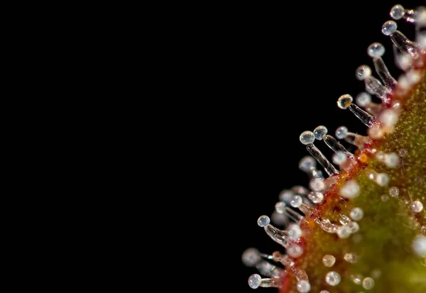 Tricomas de folhas de canábis . — Fotografia de Stock